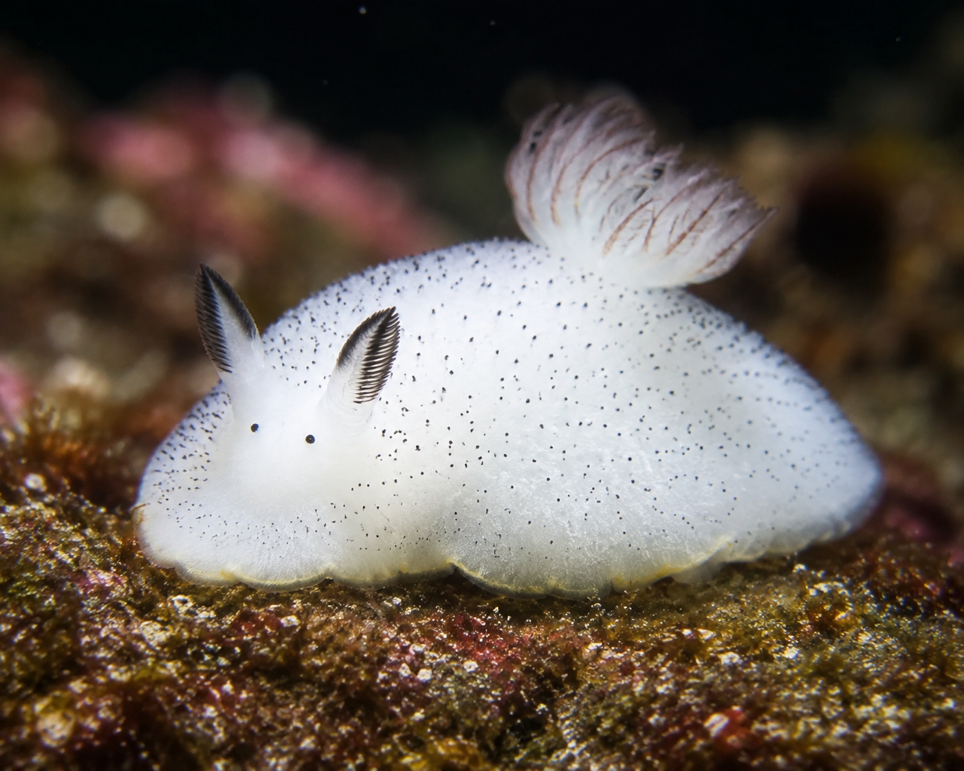Sea Bunny